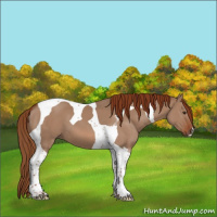 Horse Color:Red Dun Tobiano 