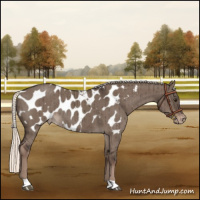 Horse Color:Liver Red Dun Mushroom Near Leopard Brindle 