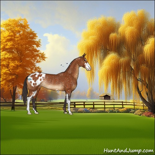 Horse Color:Buckskin Sabino Appaloosa Rabicano