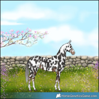 Horse Color:Liver Chestnut Near Leopard 
