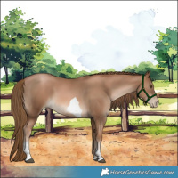 Horse Color:Liver Chestnut Pearl Tobiano