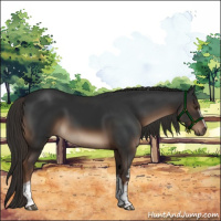 Horse Color:White Spotted Liver Chestnut Rabicano 