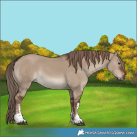 Horse Color:White Spotted Liver Red Dun Rabicano