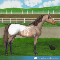 Horse Color:Bay Dun Appaloosa 