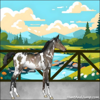 Horse Color:Gray White Spotted Brown Dun Mushroom Rabicano 