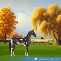 Horse Color:Gray Brown Dun Tobiano Rabicano and Gray White Spotted Brown Tobiano Rabicano