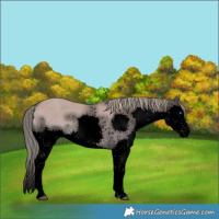 Horse Color:Void Watercolor White Spotted Liver Red Dun Splash 