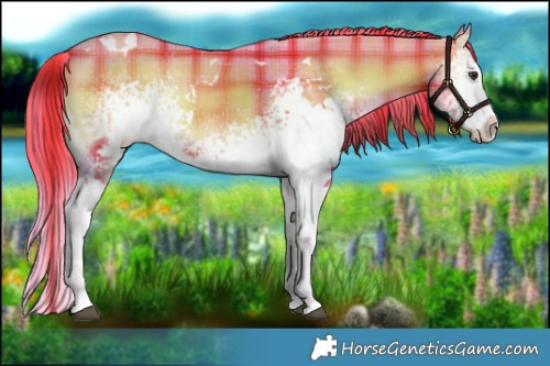 Horse Color:Watercolor Plaid White Spotted Liver Red Onyx