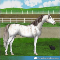 Horse Color:Bay Onyx Sabino Splash Appaloosa 