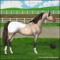Horse Color:Brown Dun Appaloosa 