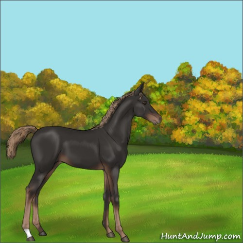 Horse Color:Liver Chestnut 