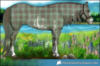 Horse Color:Plaid Liver Red Dun Sabino Rabicano Brindle