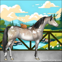 Horse Color:White Spotted Brown Dun Sabino Rabicano Brindle 