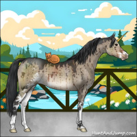 Horse Color:Brown Dun Sabino Brindle 