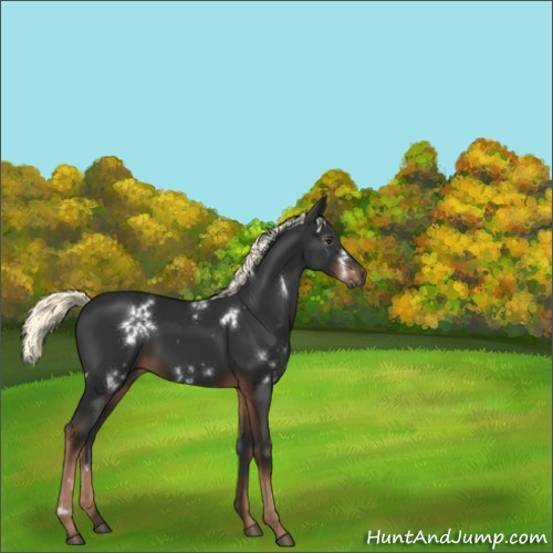 Horse Color:Gray White Spotted Liver Chestnut Mushroom 