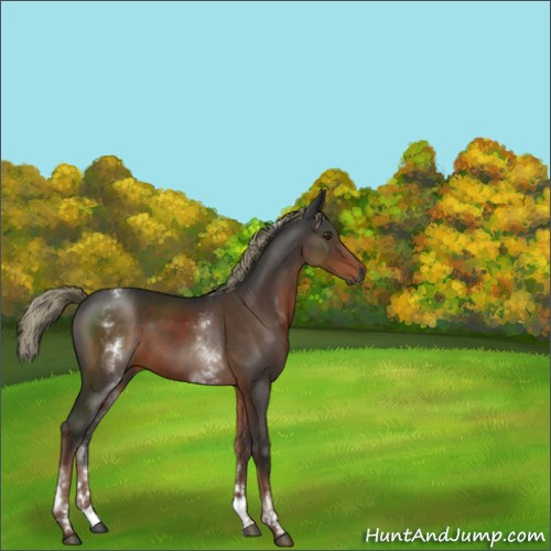 Horse Color:Gray White Spotted Liver Chestnut Mushroom 