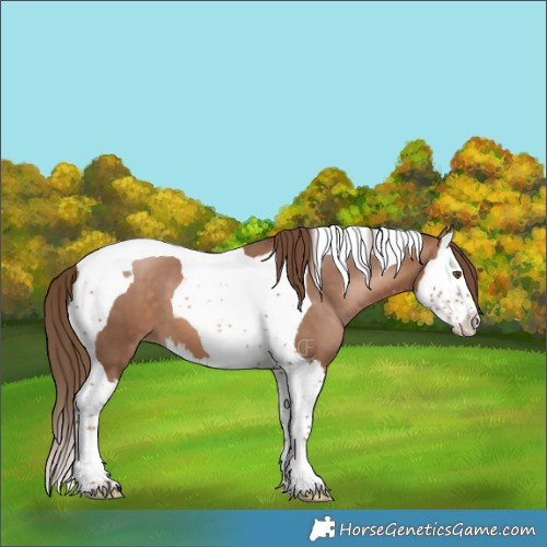 Horse Color:Brown Pearl Sabino Splash Tobiano 