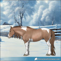 Horse Color:Black Pearl Tobiano Rabicano 