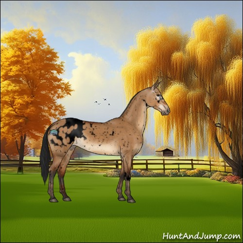 Horse Color:Gray Void White Spotted Brown Dun Appaloosa