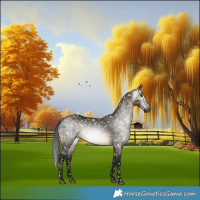 Horse Color:Gray Brown Dun Appaloosa 
