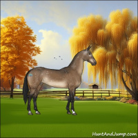Horse Color:Gray Brown Dun Appaloosa 