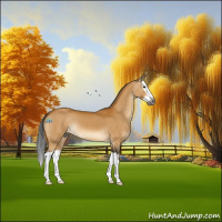 Horse Color:Gray Buckskin Splash
