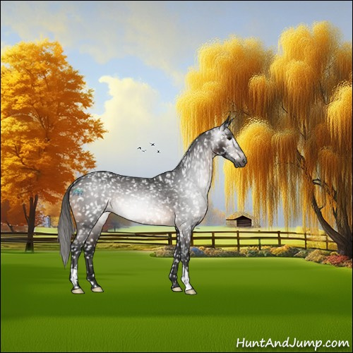 Horse Color:Gray Brown Appaloosa