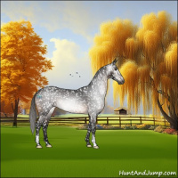 Horse Color:Gray Brown Appaloosa 