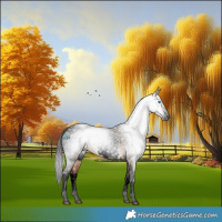 Horse Color:Gray Void White Spotted Bay Dun Splash Frame Appaloosa Rabicano  and Void Bay Dun Splash Tobiano Frame Appaloosa Rabicano 