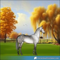 Horse Color:Gray Brown Dun Snowflake VarnishRabicano 