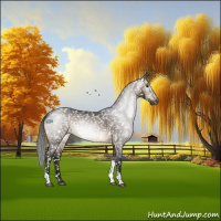 Horse Color:Gray Brown Dun Tobiano Appaloosa Rabicano 