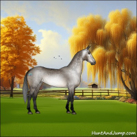 Horse Color:Gray Void Brown Dun Sabino Tobiano Appaloosa Rabicano 