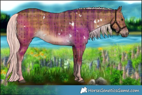 Horse Color:Plaid White Spotted Chocolate Palomino Dun Brindle