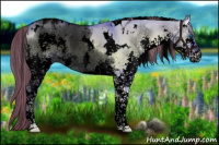 Horse Color:Void Watercolor White Spotted Liver Red Dun Onyx Splash Tobiano