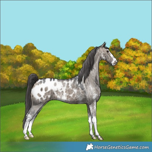Horse Color:Brown Dun Sabino Appaloosa Brindle 