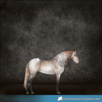 Horse Color:Gray Liver Red Dun Roan Appaloosa Brindle 