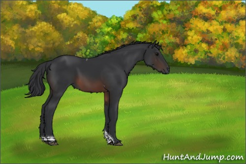 Horse Color:Brown Tobiano Rabicano 