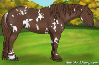 Horse Color:White Spotted Liver Chestnut 