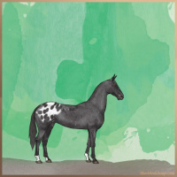 Horse Color:Smoky Black Appaloosa 