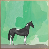 Horse Color:Black Tobiano 