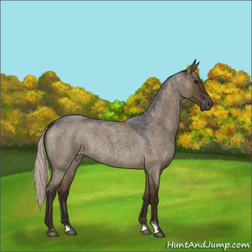 Horse Color:Gray Silver Smoky Grullo Roan Appaloosa 