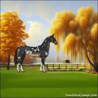 Horse Color:Gray White Spotted Brown Tobiano Appaloosa 