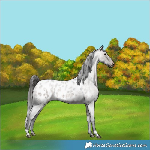 Horse Color:Brown Roan Dun Appaloosa 