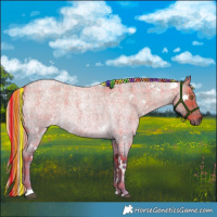 Horse Color:Painted Plaid  White Spotted Chocolate Palomino Roan Dun 