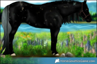 Horse Color:Void Plaid  White Spotted Chocolate Palomino Onyx Sabino Rabicano 