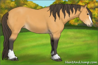 Horse Color:Buckskin Sabino 