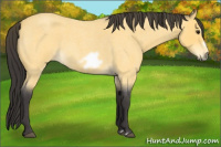 Horse Color:Buckskin Roan Frame 