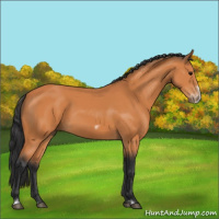 Horse Color:Bay Frame 