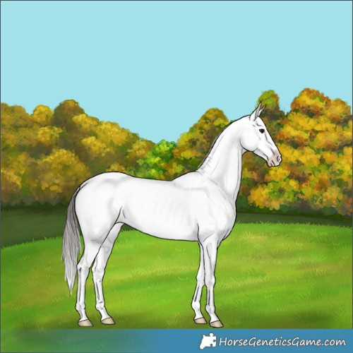 Horse Color:Brown Dun Tobiano Appaloosa Brindle 