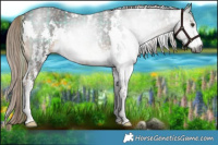 Horse Color:Gray Plaid  White Spotted Liver Chestnut Sabino 